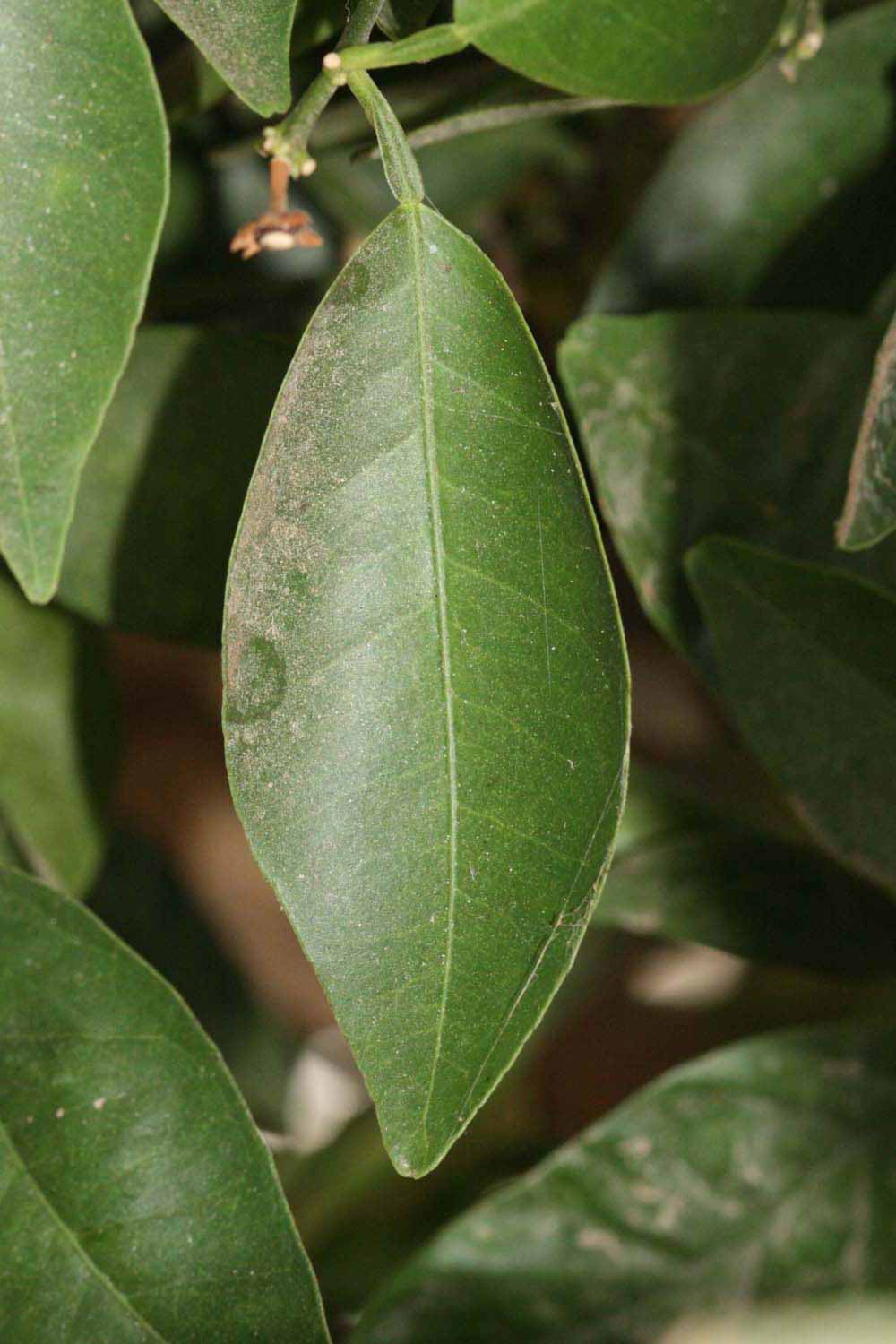              Unifoliolate leaf (Riverside, CA)       